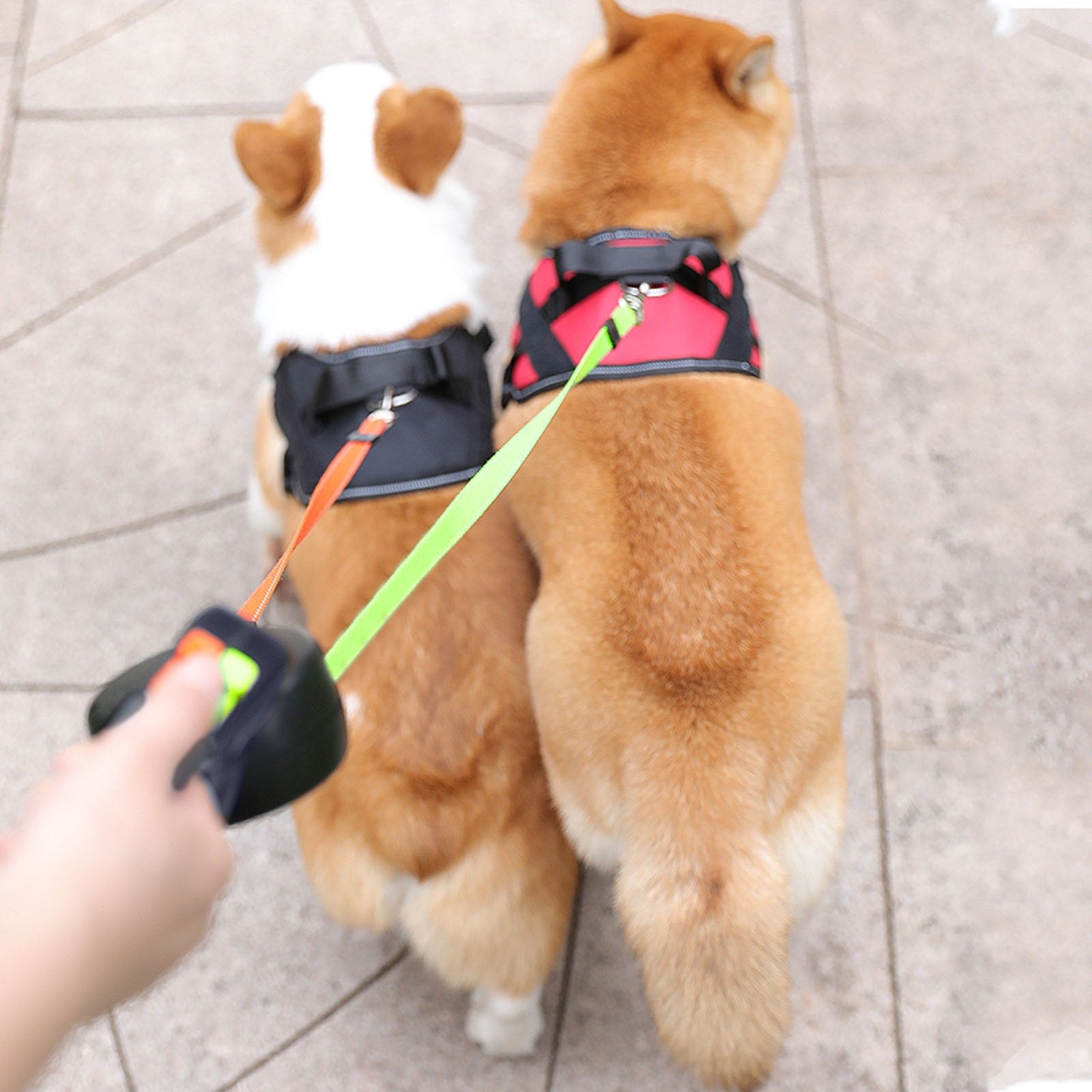 Retractable Dual Dog Leash — Zero-Tangle Nylon, 3M, 3 Colors
