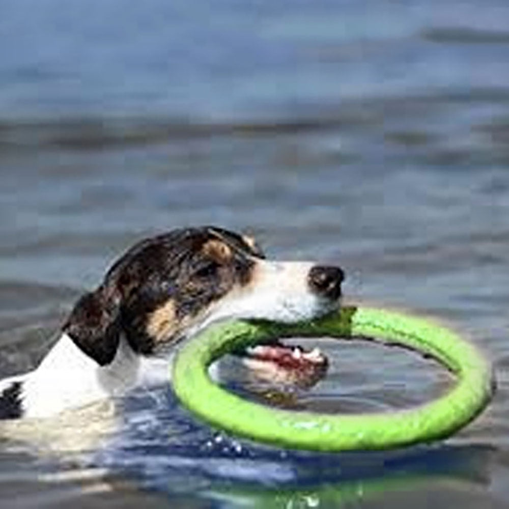 Rubber Flying Disc for Dogs — 2 Sizes, 3 Colors, Outdoor Fetch & Training