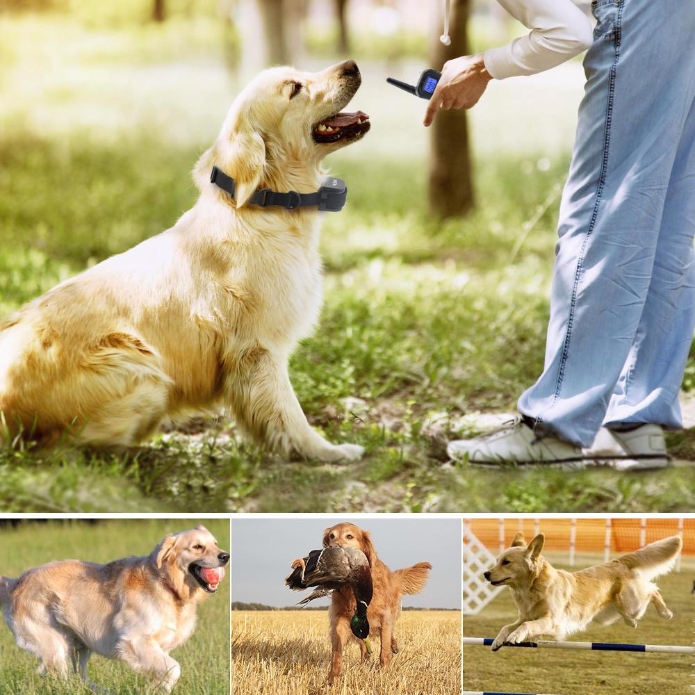 Petrainer 998DR-1 Remote Dog Training Collar — 330yd Range, 100 Levels, Rain-Resistant