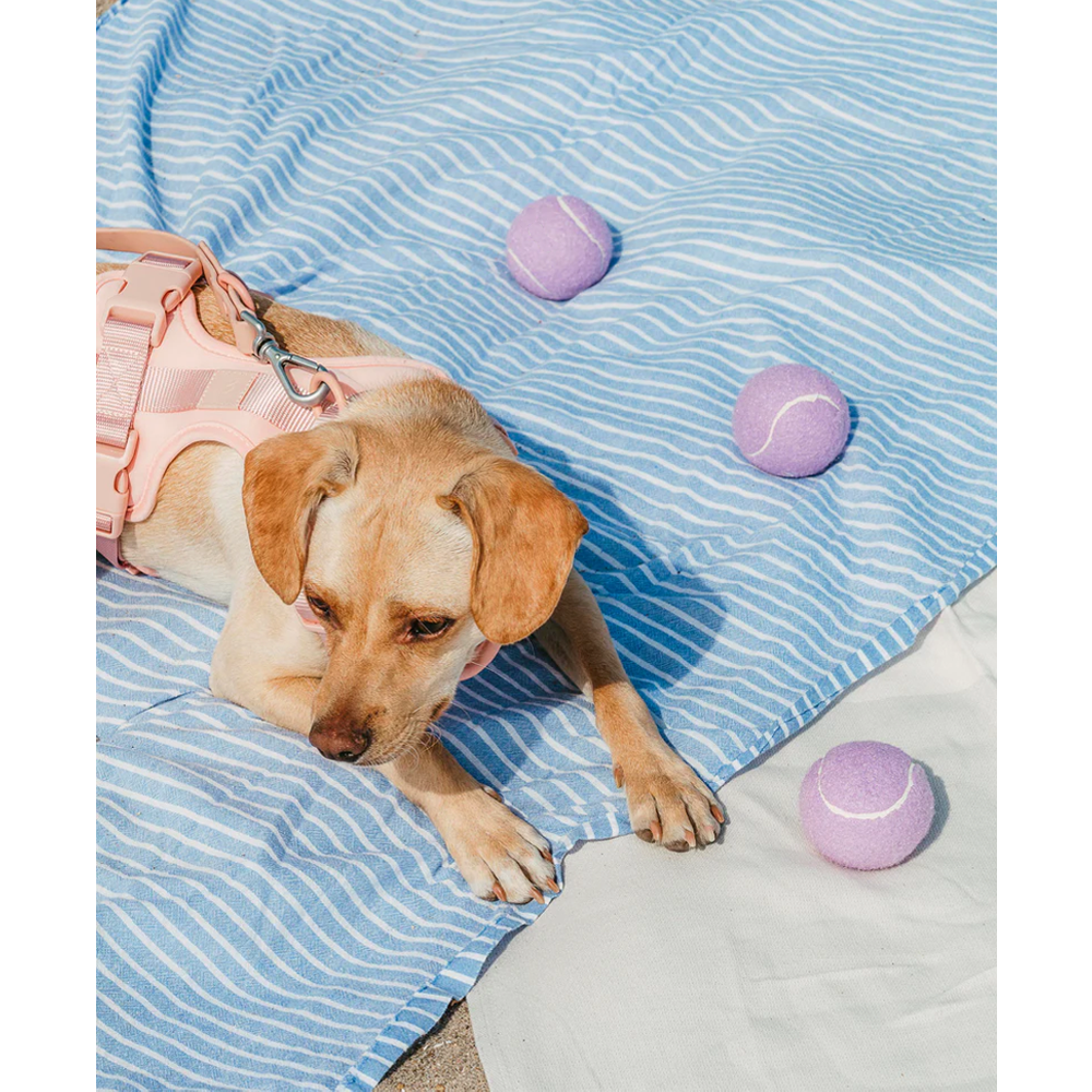 TPR Tennis Cup Dog Toy – Durable Chew & Fetch Toy for Dogs