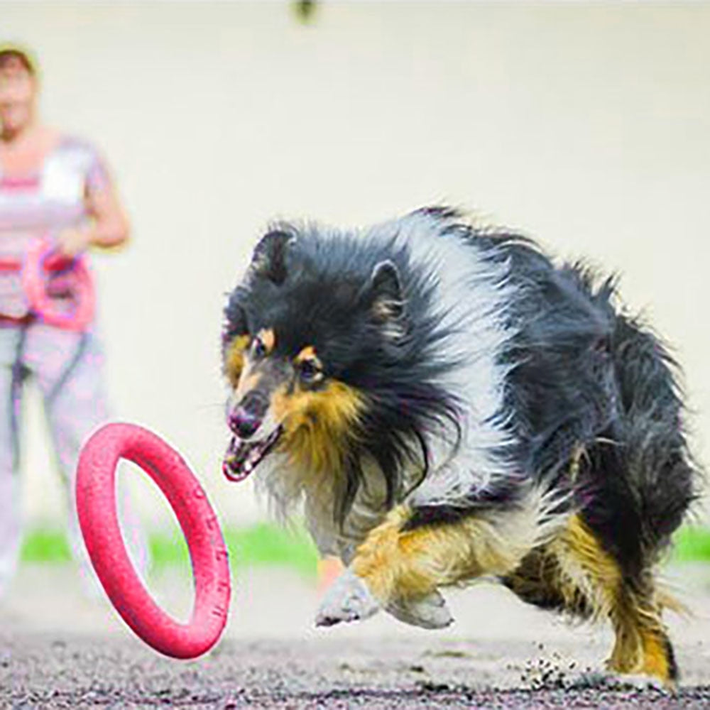 Rubber Flying Disc for Dogs — 2 Sizes, 3 Colors, Outdoor Fetch & Training