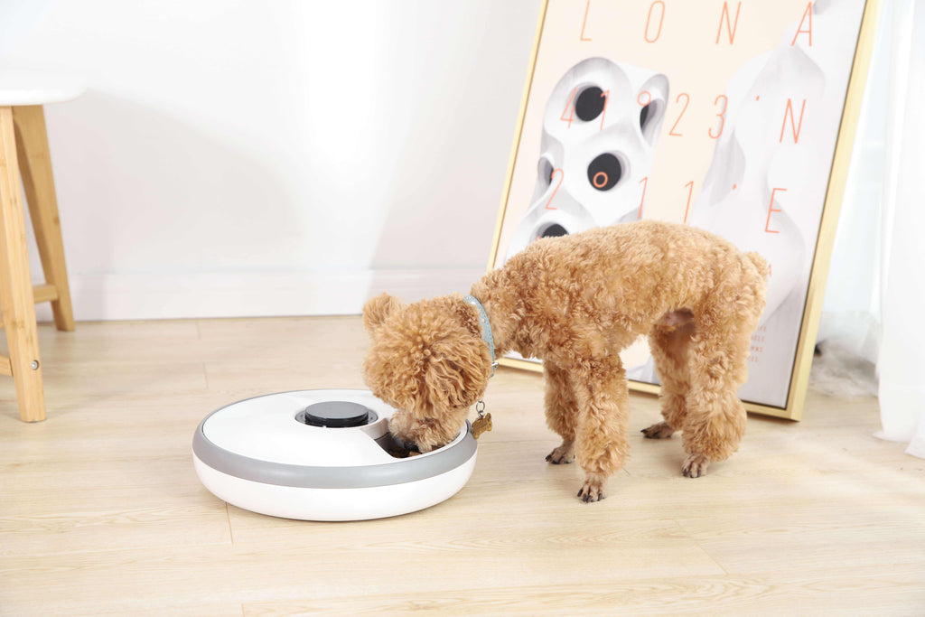 6-Meal Timed Automatic Pet Feeder with Rotating Tray for Cats & Dogs